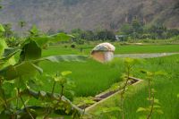 durch grüne Reisfelder