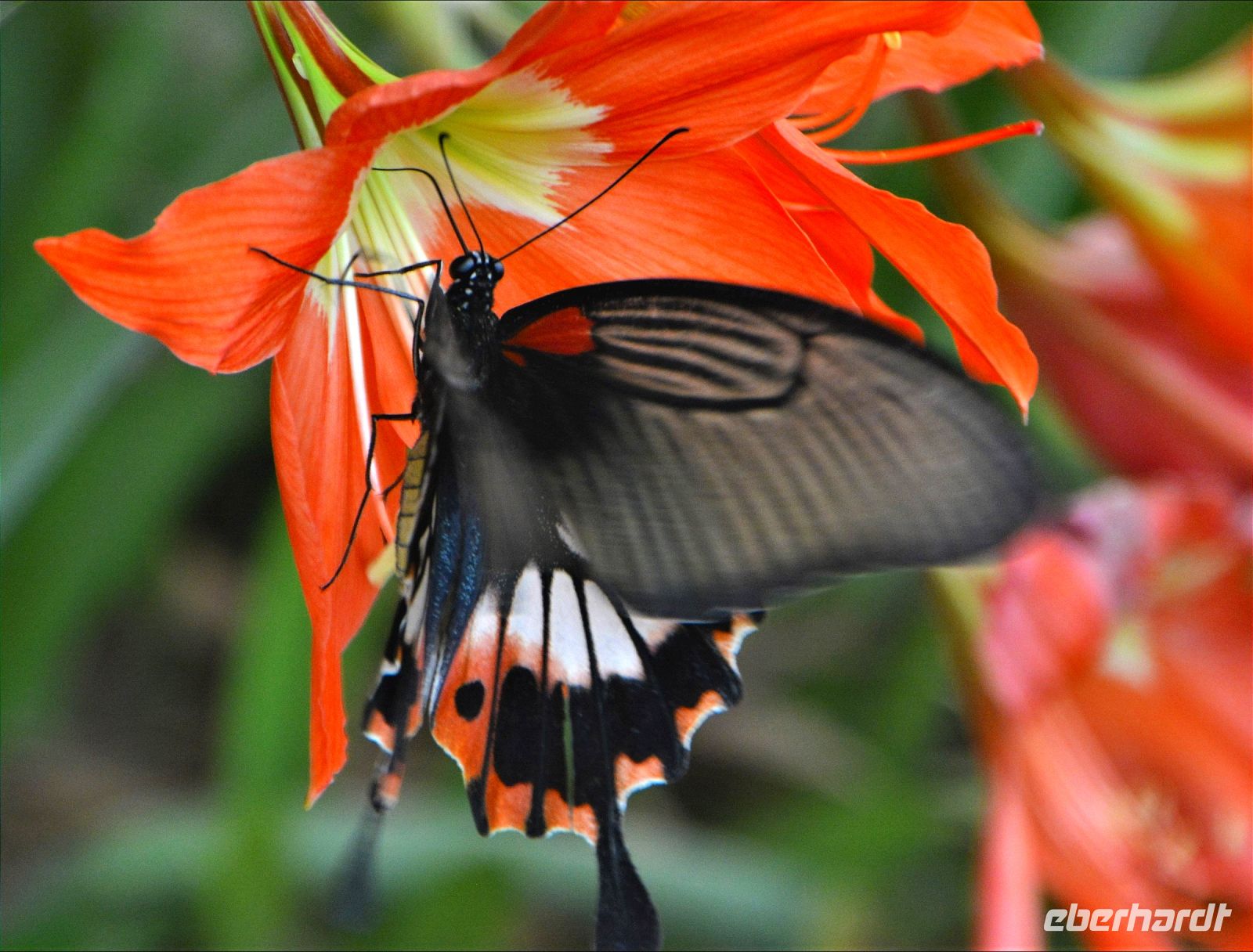 schöner großer Schmetterling