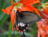 schöner großer Schmetterling