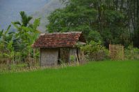grün als dominierende Farbe