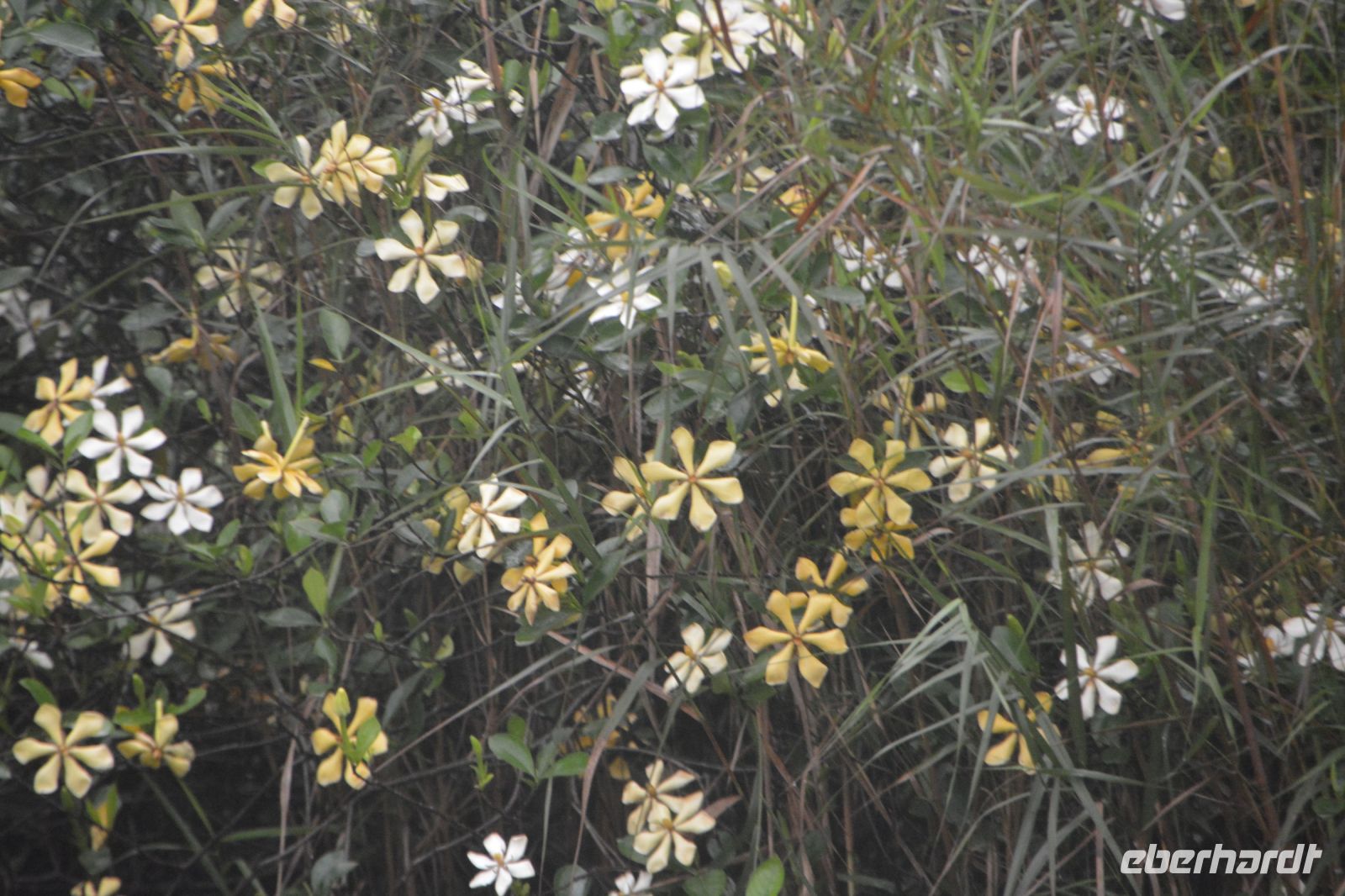 Schönheiten am Ufer