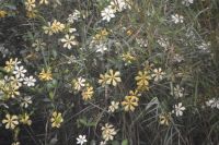 Schönheiten am Ufer