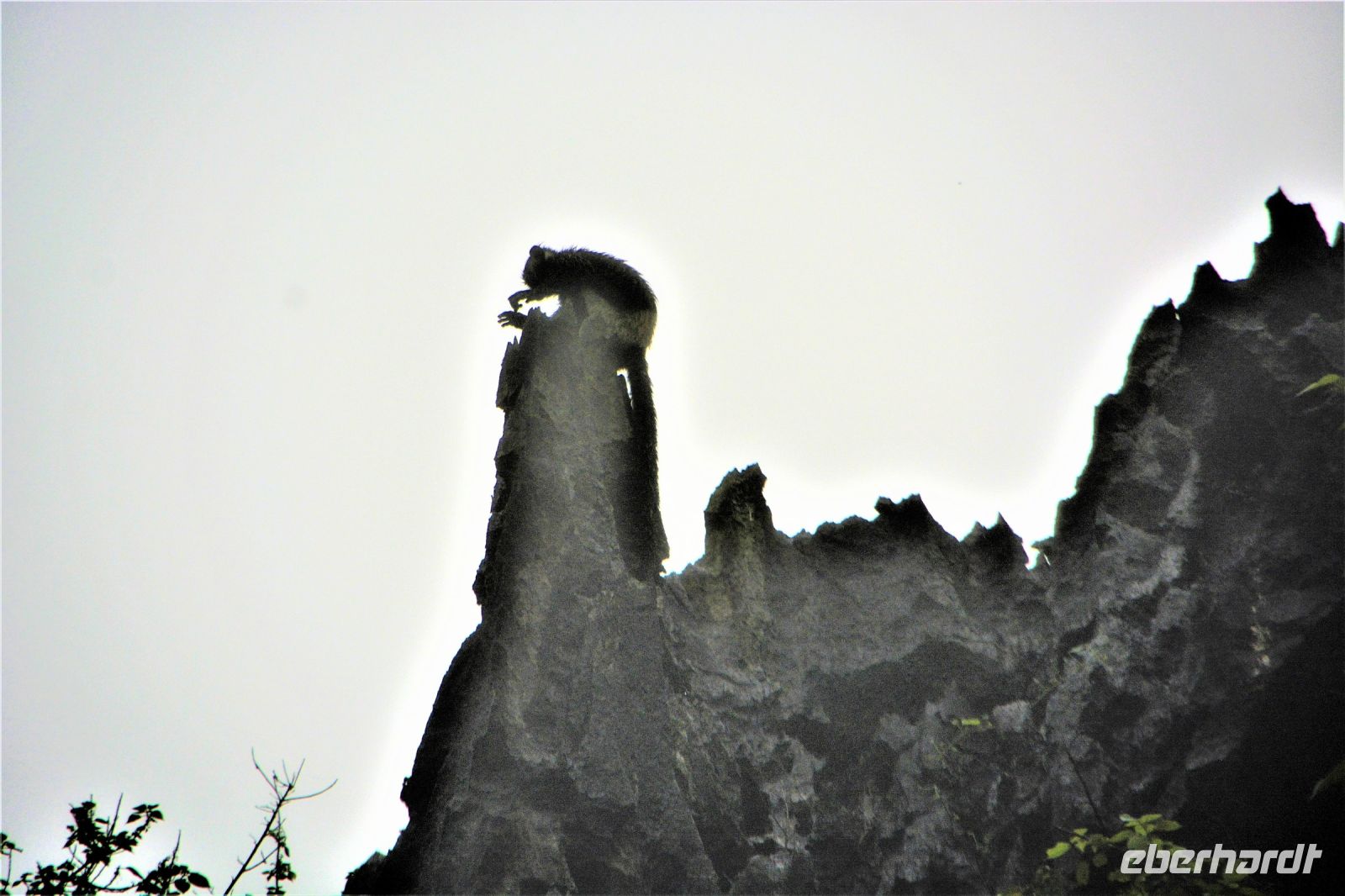 ein Langschwanzlangur beim Abendessen