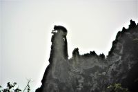 ein Langschwanzlangur beim Abendessen