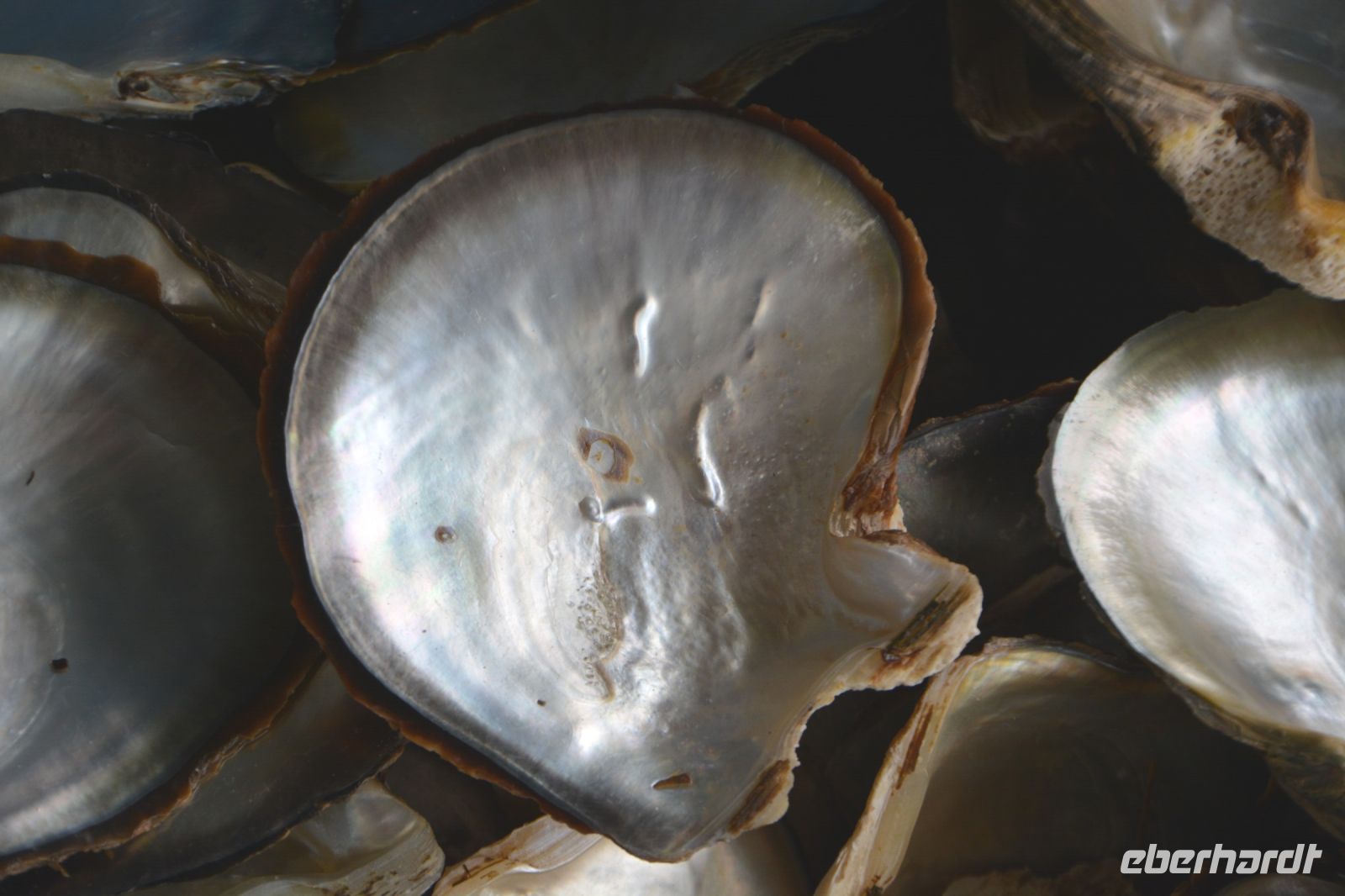 Permutt einer Austernschale