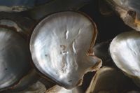 Permutt einer Austernschale