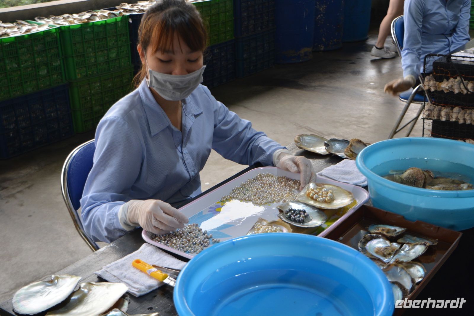 Perlenzucht in der Halong-Bucht