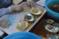 beim Sortieren der Perlen 