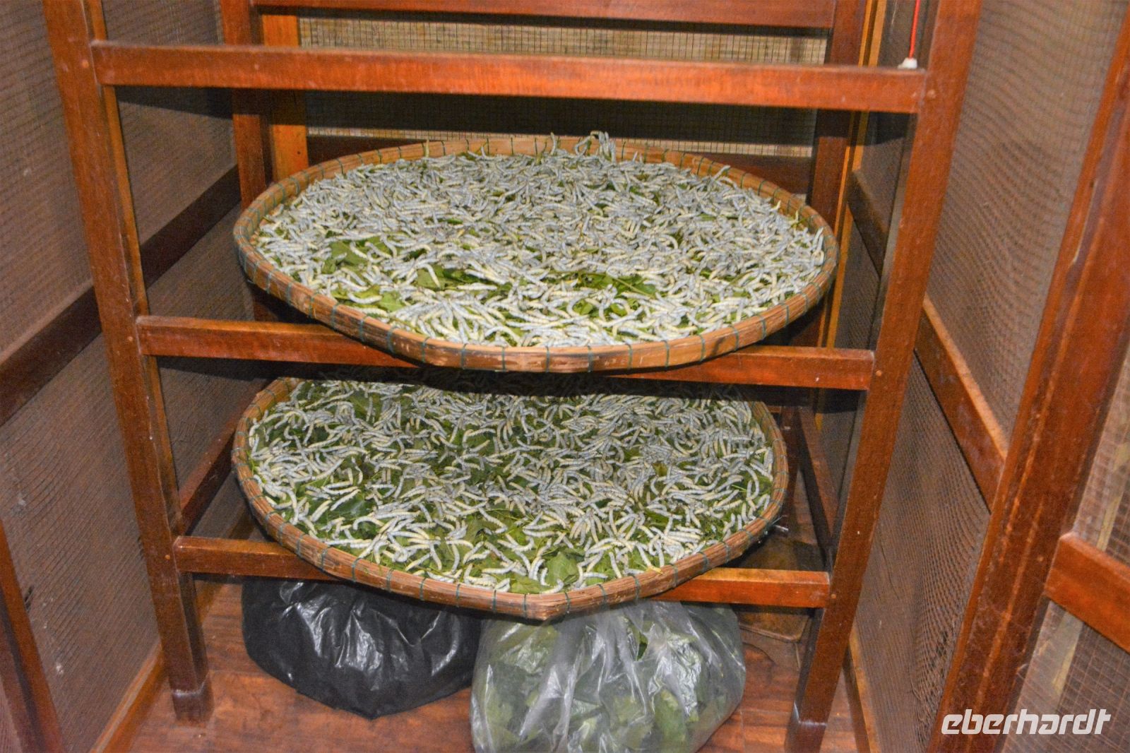 Raupen fressen Blätter des Maulbeerbaums