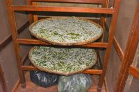 Raupen fressen Blätter des Maulbeerbaums