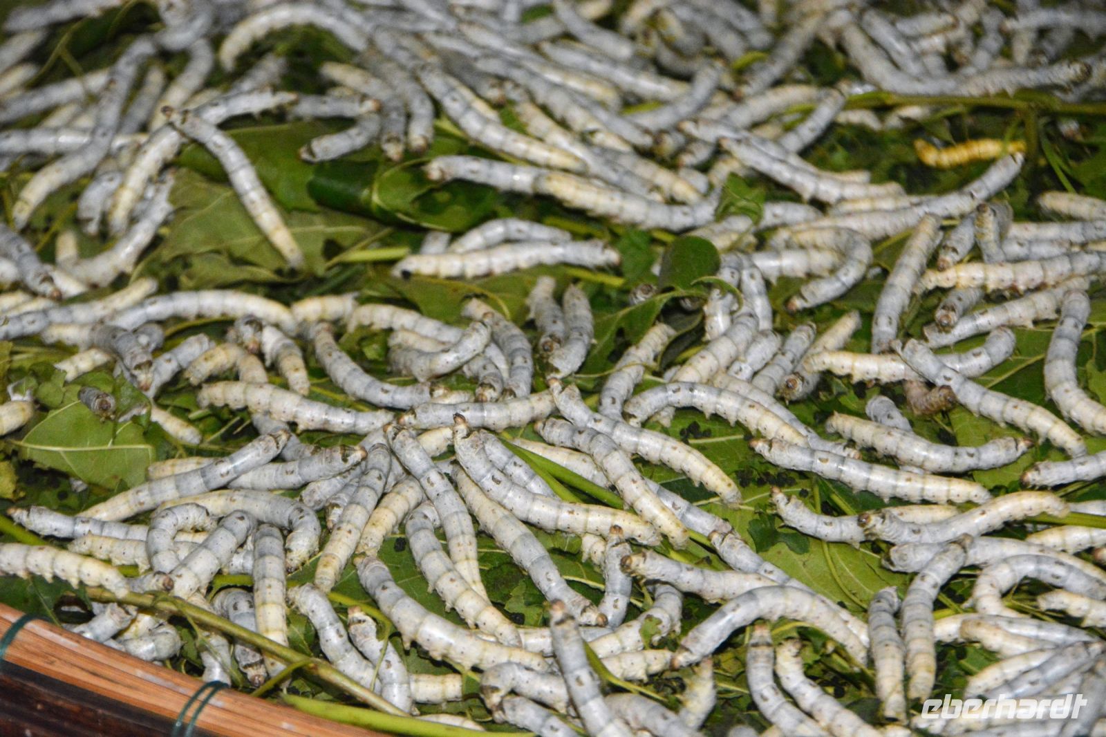 Raupen fressen Blätter des Maulbeerbaums