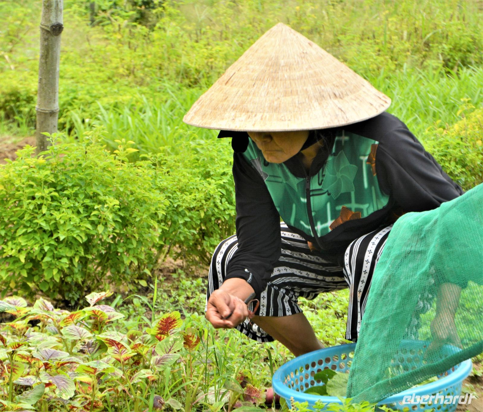 suchen der besten Kräuter
