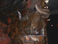 Zur Begrüßung ein Stier