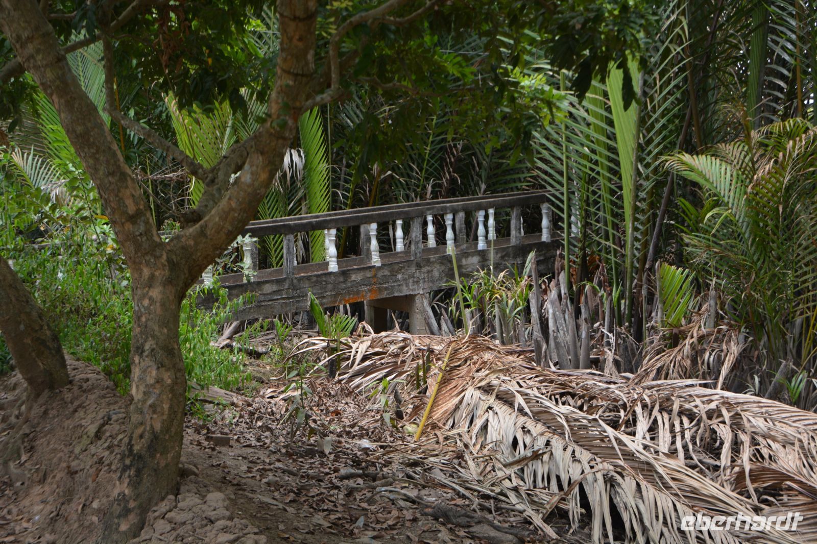 entlang des Palmendjungels