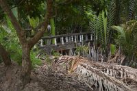 entlang des Palmendjungels