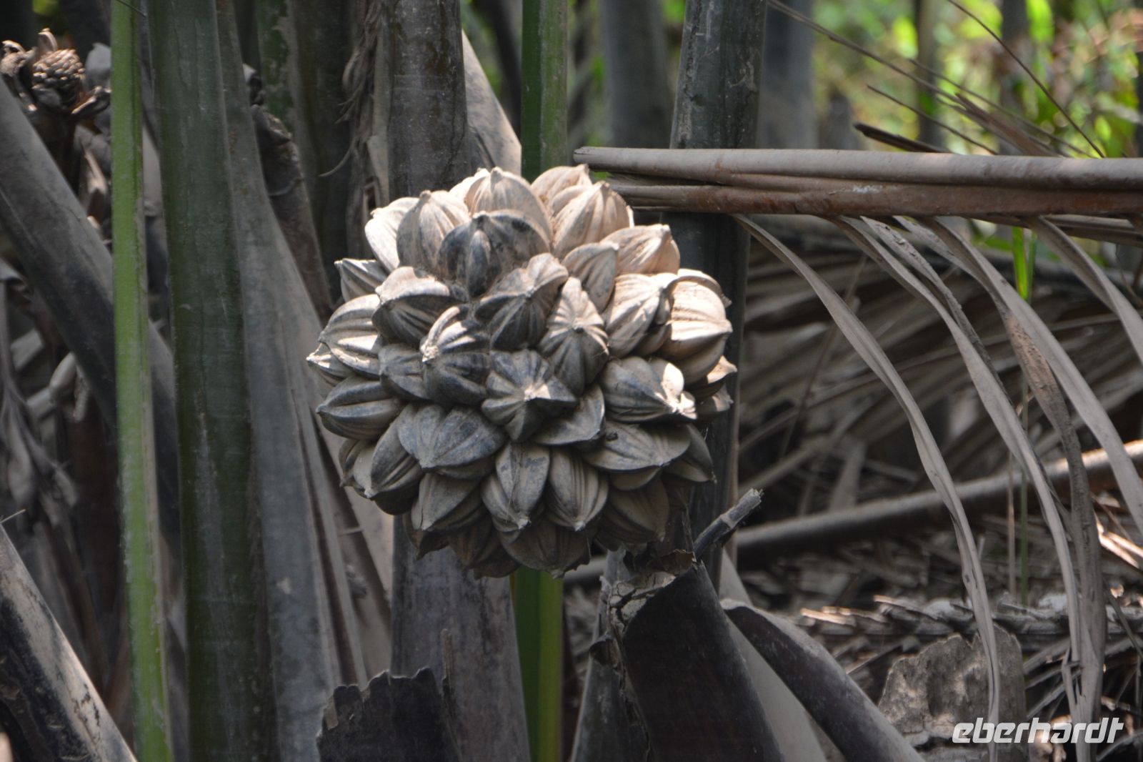 Frucht der Nipa-Palme