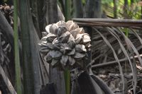 Frucht der Nipa-Palme