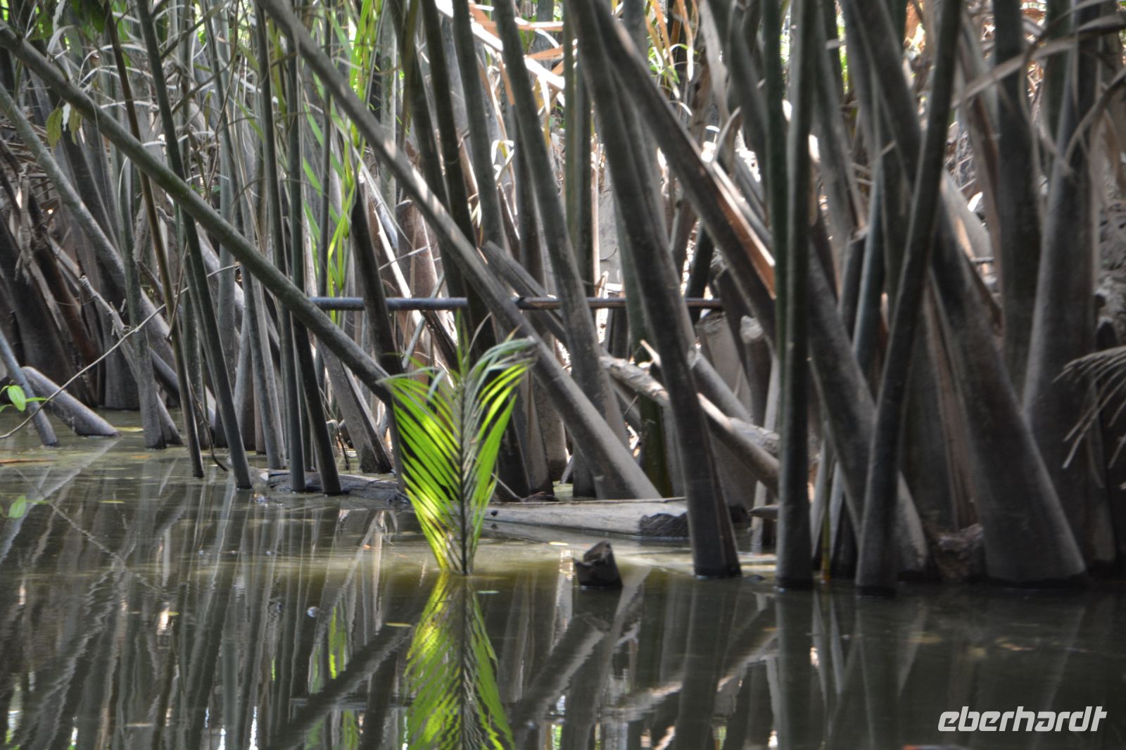 durch Nipa-Palmendickicht