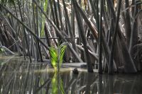 durch Nipa-Palmendickicht