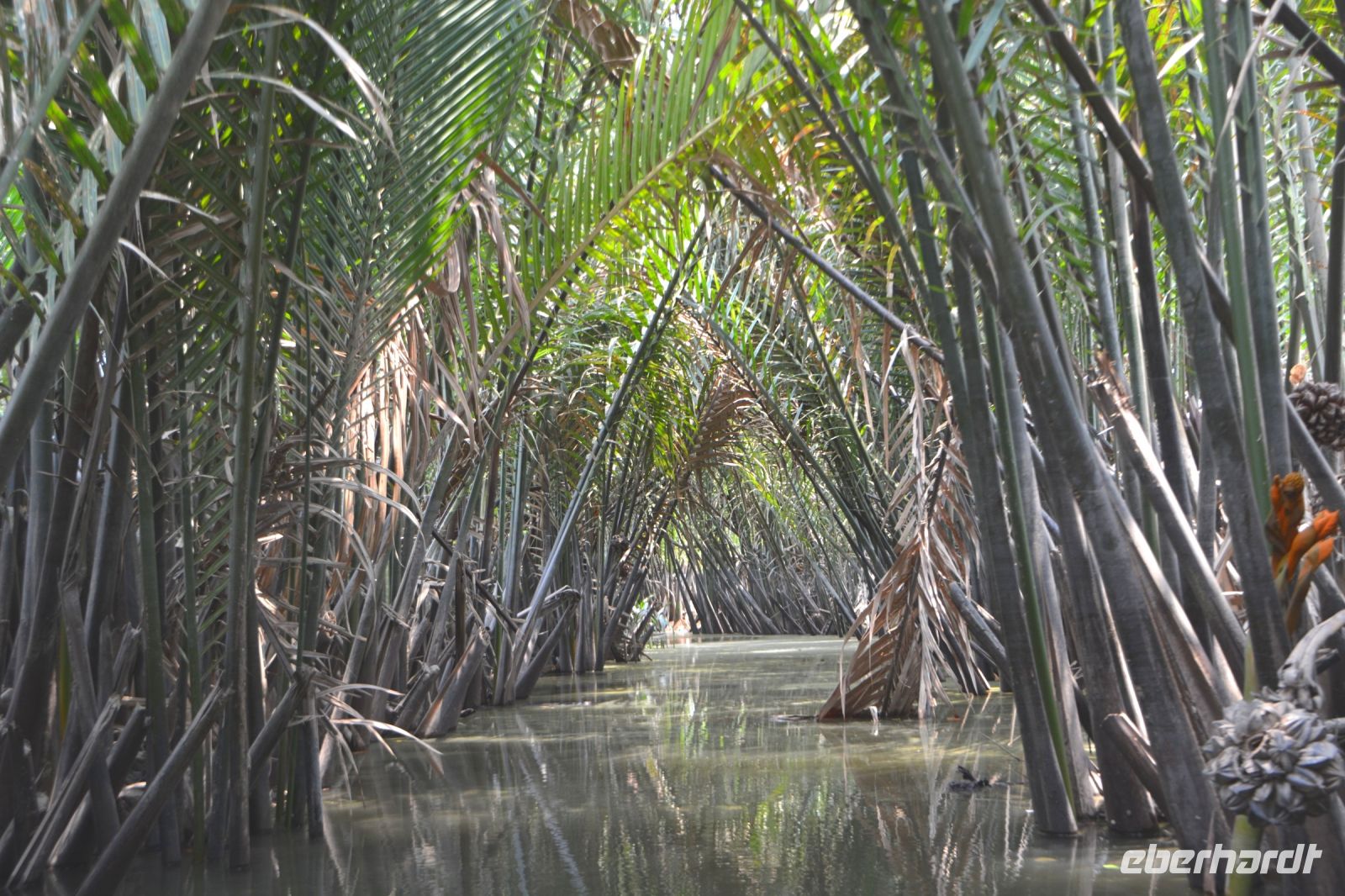 Nipa-Dschungel