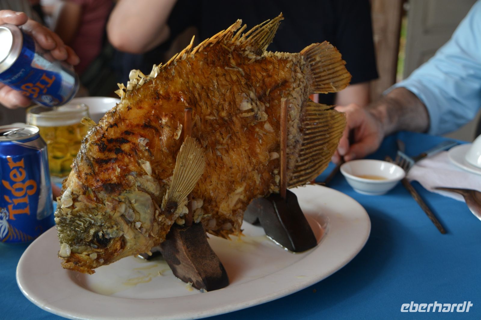 wo sind die Elefantenohren