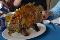 wo sind die Elefantenohren