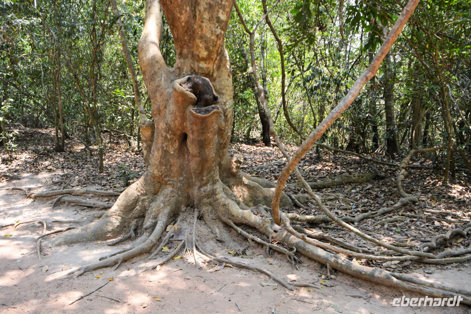 willkommen im Wald vor Ta Prohm