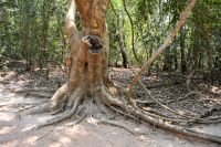 willkommen im Wald vor Ta Prohm