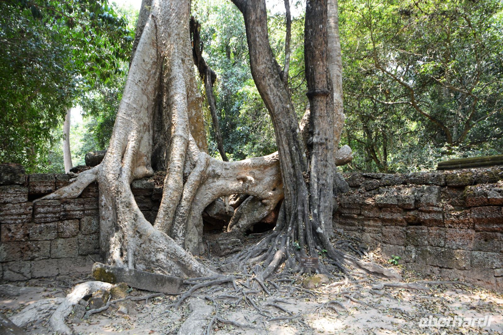 einst mächtiges Kloster von Bäumen umschlungen