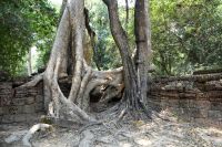 einst mächtiges Kloster von Bäumen umschlungen