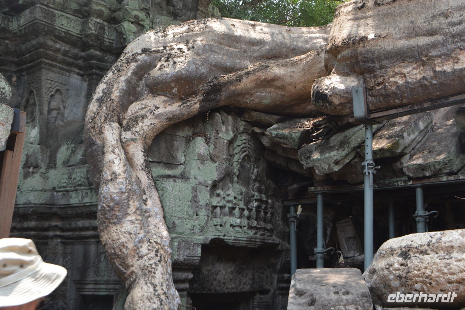 was ist Pflanze, was ist Stein?