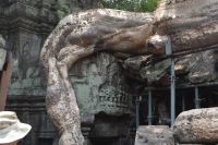 was ist Pflanze, was ist Stein?