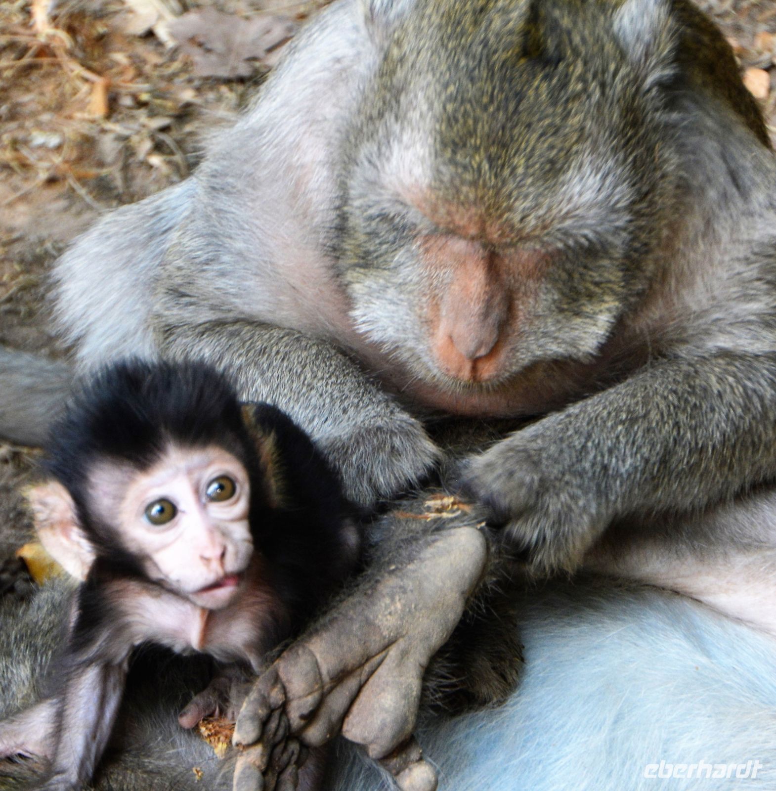 Mutterglück am Wegesrand