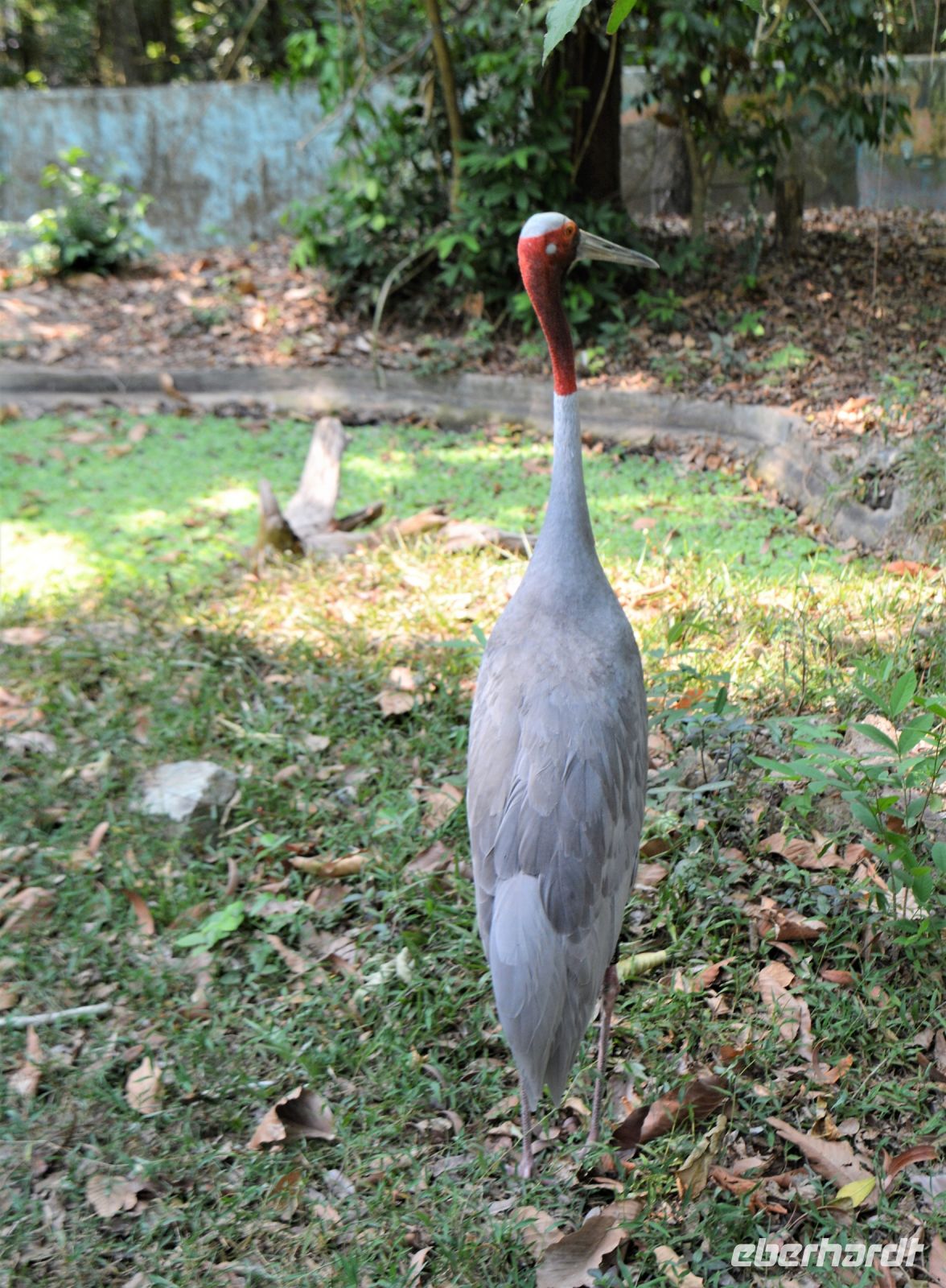 Franky ein Östlicher Saruskranich