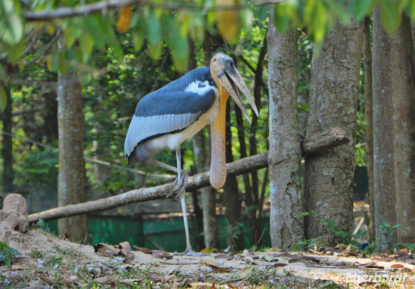 ein Sunda Marabout - vom Aussterben bedroht