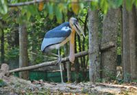 ein Sunda Marabout - vom Aussterben bedroht