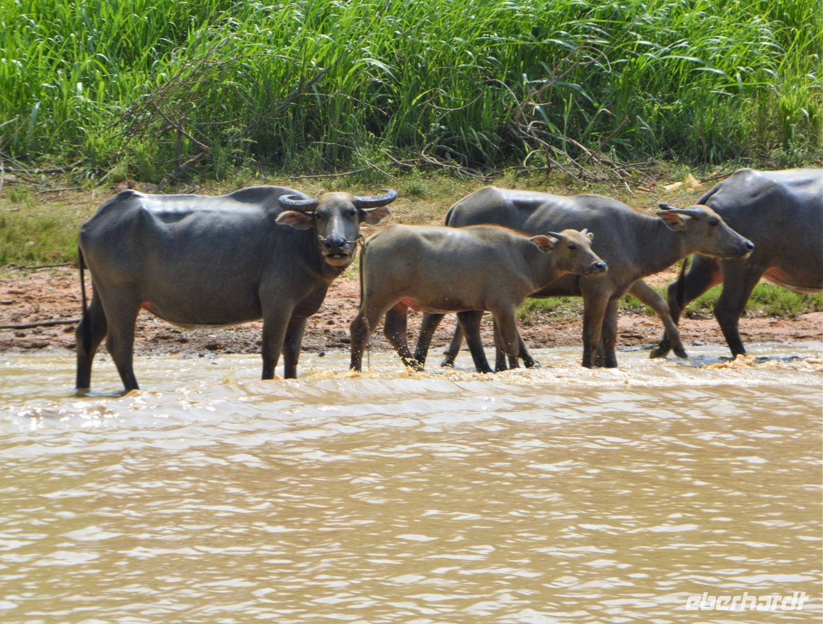 eine Büffelherde am Ufer