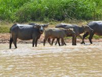 eine Büffelherde am Ufer
