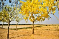 vor der Monsunzeit - 39 Grad im Schatten