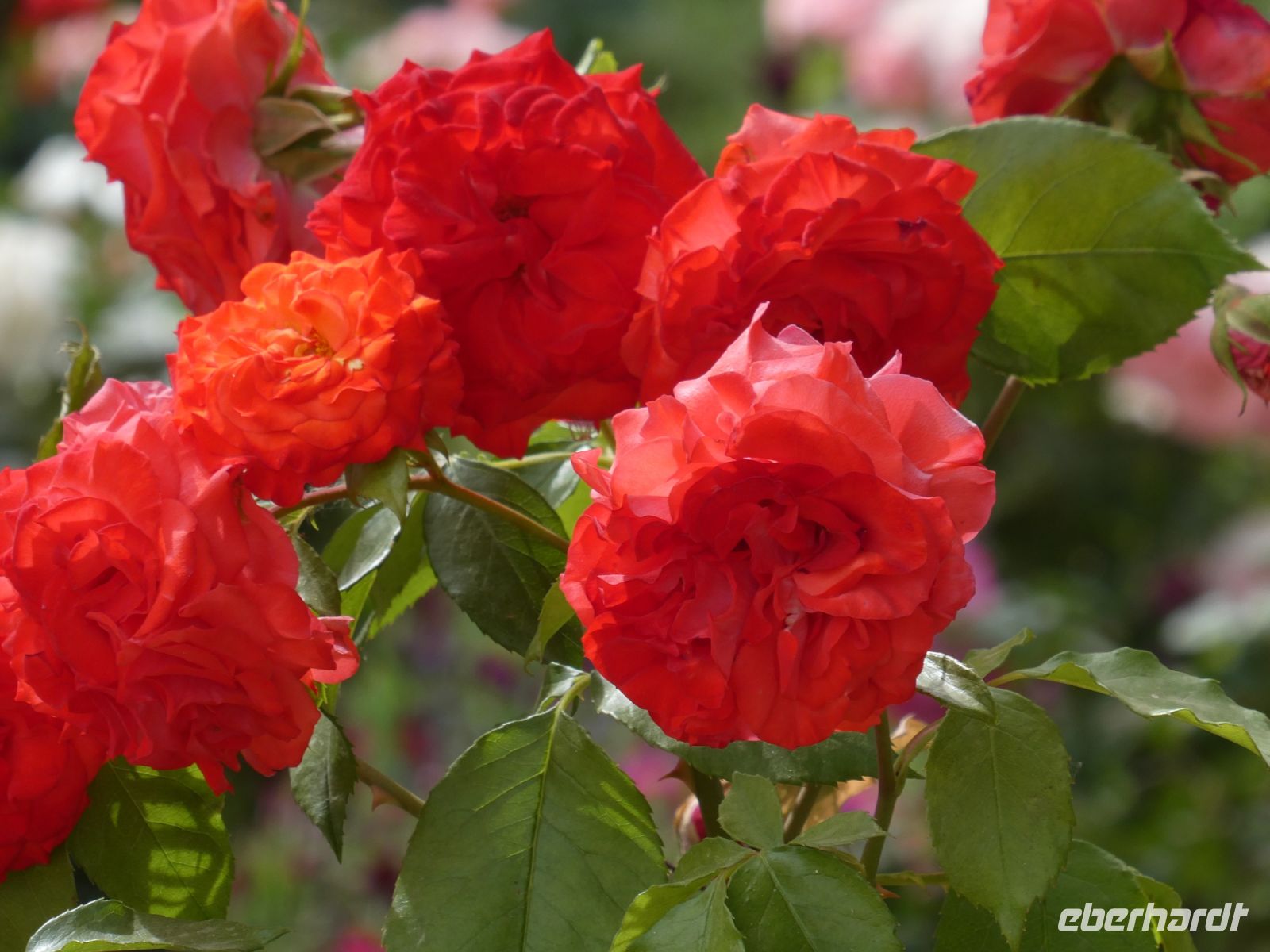 sich auf dem Sommer freuen