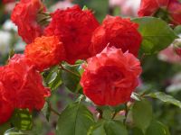 sich auf dem Sommer freuen