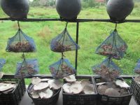 Die Perlenmuscheln, Vietnam 