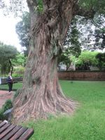 Einfach ein toller verwurzelter Baum, Hanoi
