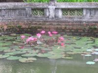 Seerosen, Gelände Literaturtempel, Hanoi