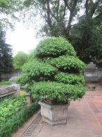 Riesen Bonsai, Literatur Tempel, Hanoi