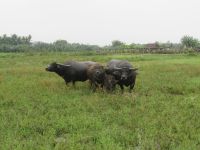 Die Büffel - Thanh Dong Farm, Hoi An