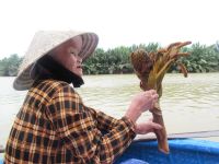 Die Blüte und Frucht der Nipa Palme, Hoi An, Vietnam