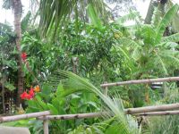 Üppige Vegetation, am Ufer des Flusses Hô, Hoi An, Vietnam