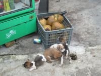 Hundefamilie auf dem Stand auf Wolkenpass, Vietnam