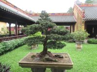 Bonsai, Kaiserstadt, Hue